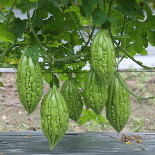 CHIẾT XUẤT MƯỚP ĐẮNG (Kháng viêm)